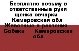 Безплатно возьму в ответственные руки щенка овчарки - Кемеровская обл. Животные и растения » Собаки   . Кемеровская обл.